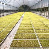 年間契約プラン【2025年新米】【白米5kg×4回(計20kg)】農家直送つくばの低農薬コシヒカリ「僕は君のコメ」(9月末までの申し込み限定・数量限定)