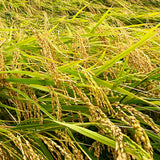 年間契約プラン【2025年新米】【白米5kg×4回(計20kg)】農家直送つくばの低農薬コシヒカリ「僕は君のコメ」(9月末までの申し込み限定・数量限定)